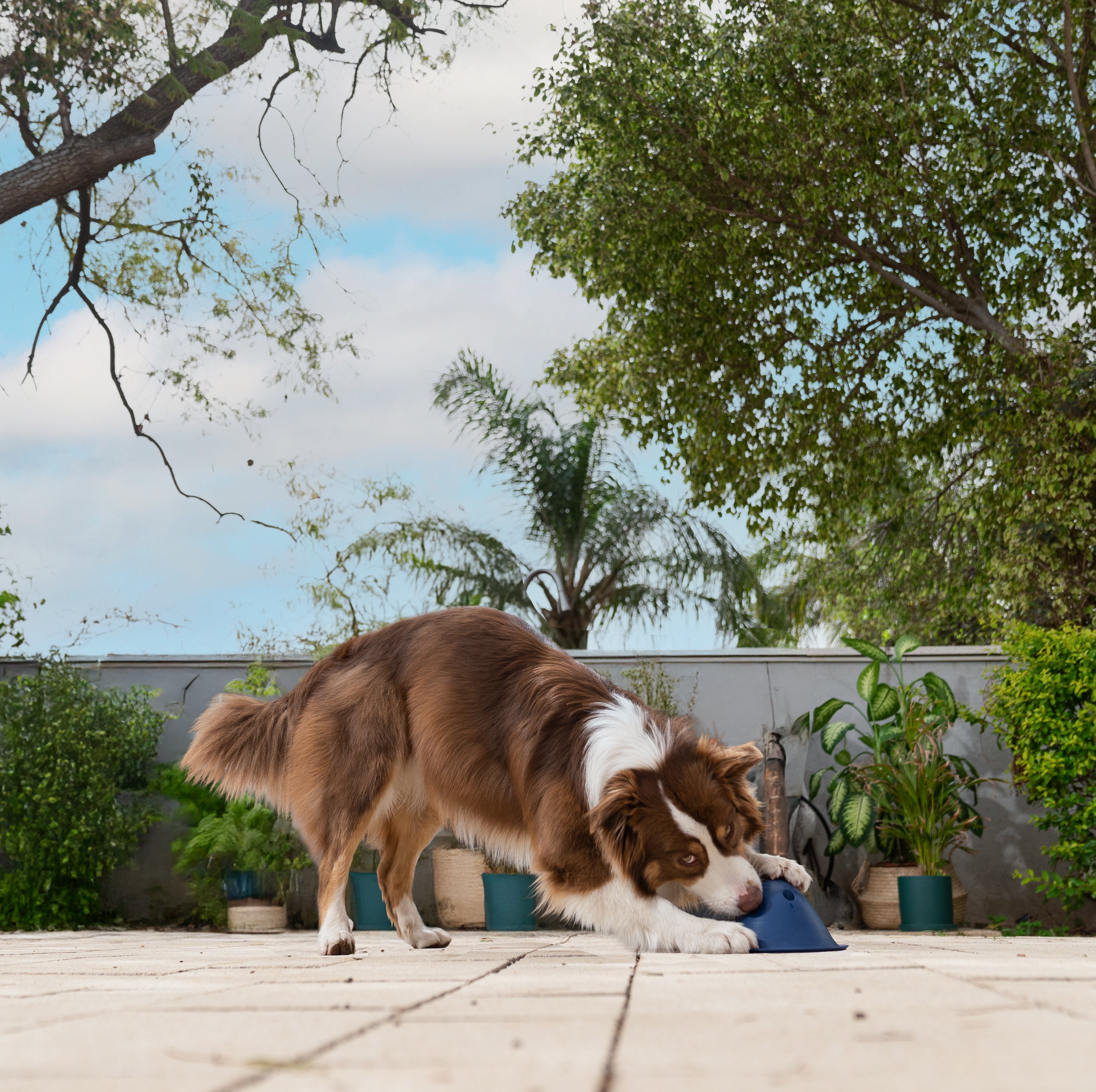 Bowly | The joy of play with the reward of a treat