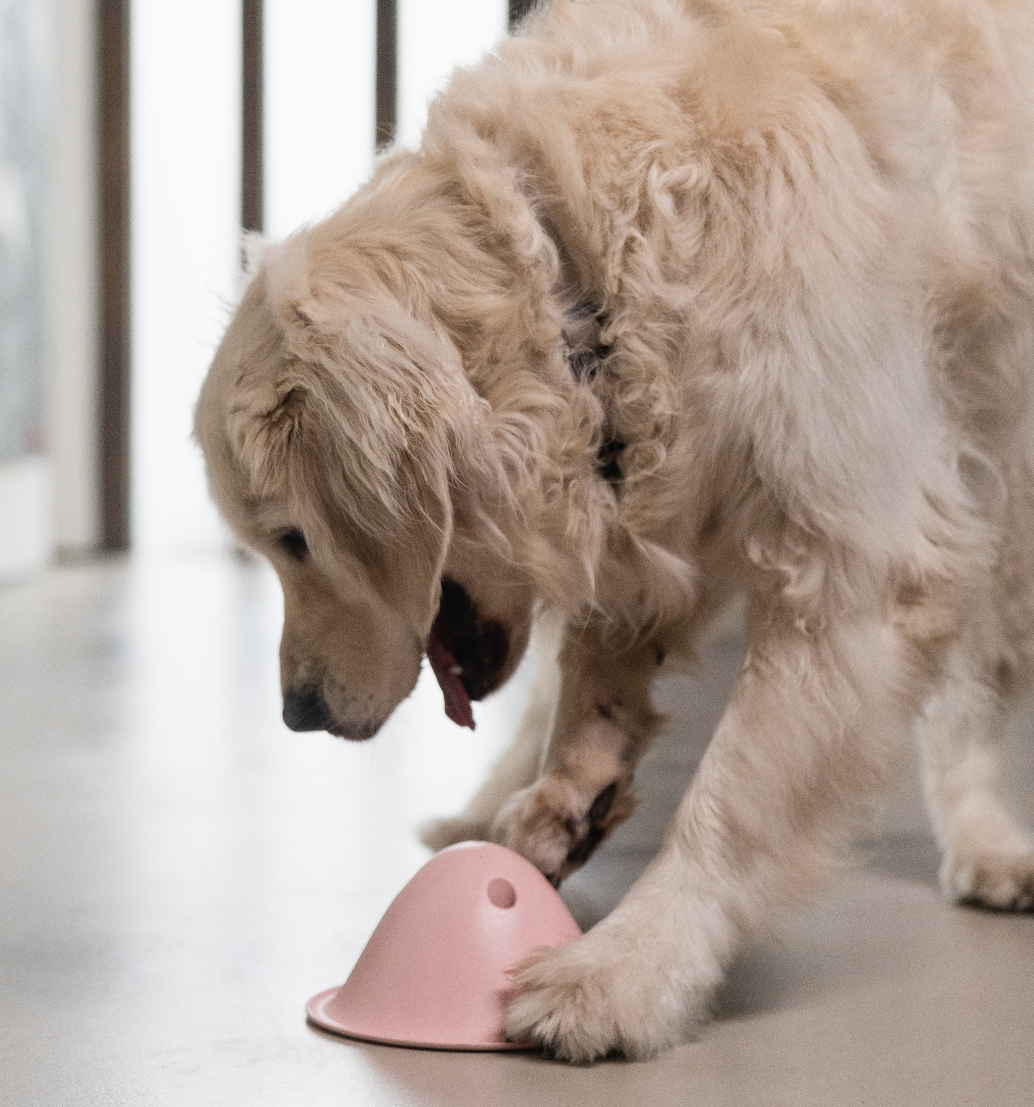 Bowly | The joy of play with the reward of a treat