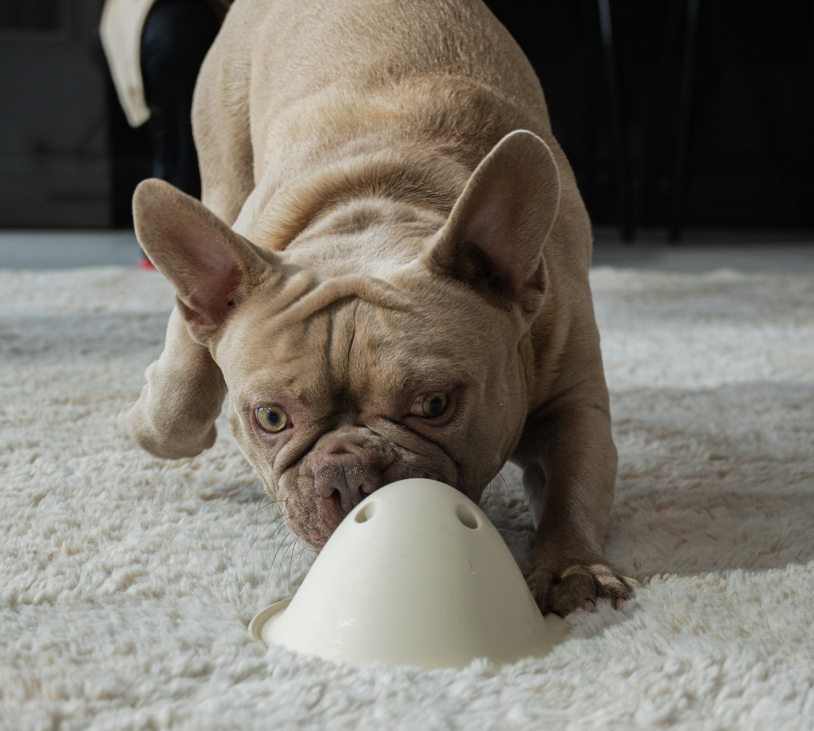 Bowly | The joy of play with the reward of a treat